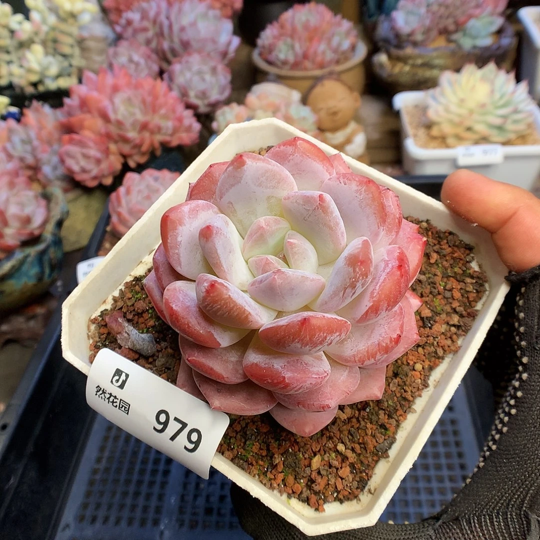 979雪天使多肉植物6666