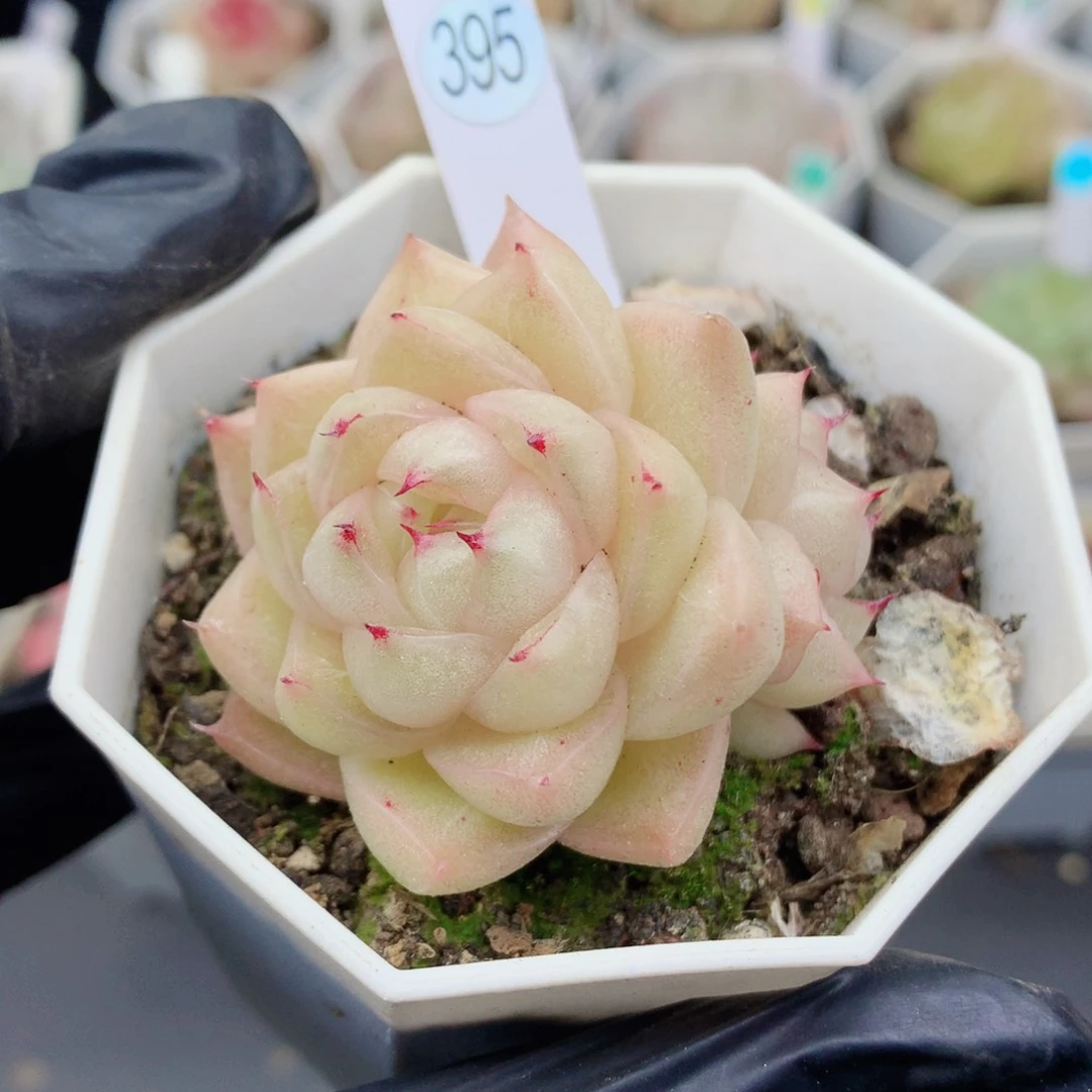 麦秆58包邮  群生不包整395