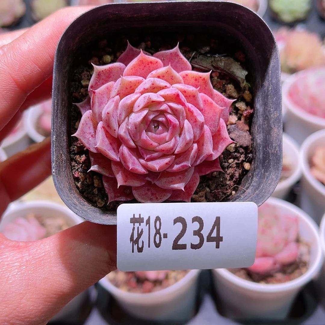 花利美18-234海玲娜