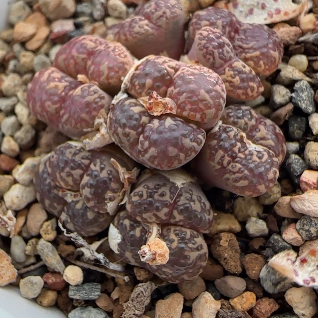 多肉马克杂交一颗30号