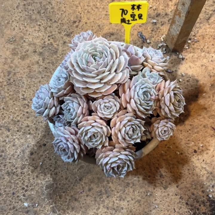 木***贝0000000000000070露娜莲木木宝贝