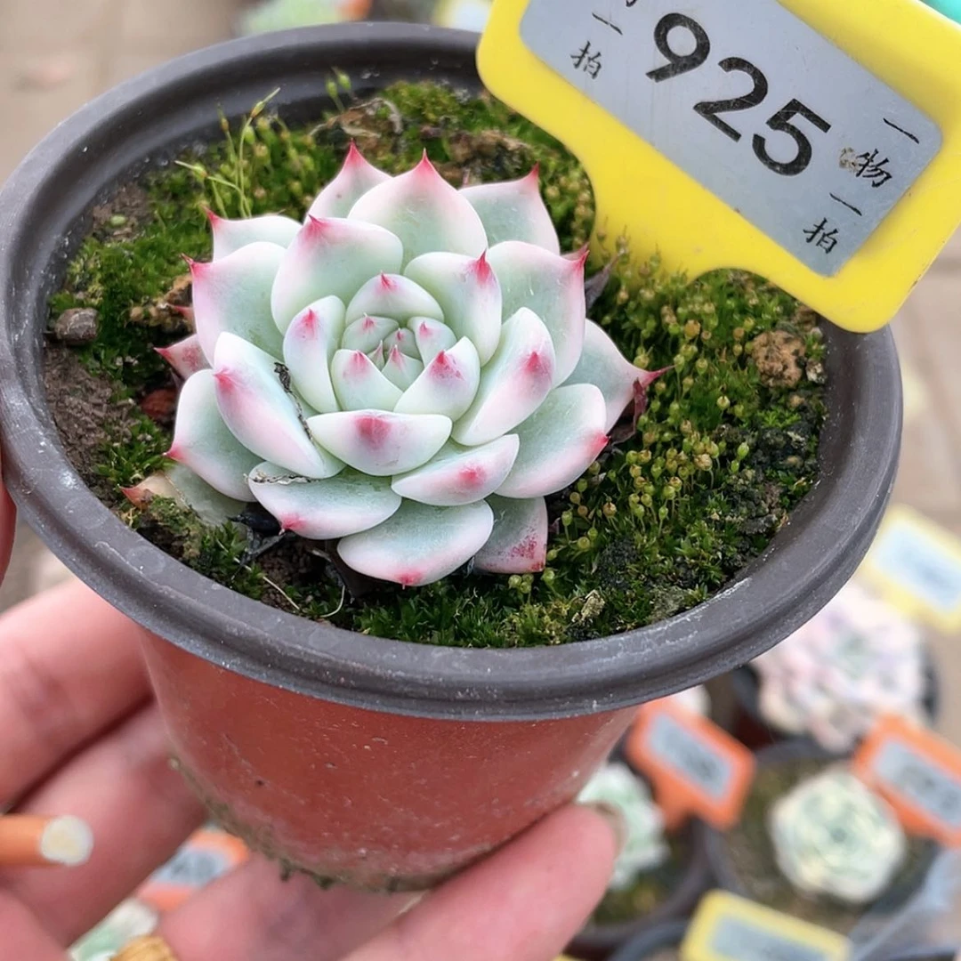 【闪购商品】蜜*925号