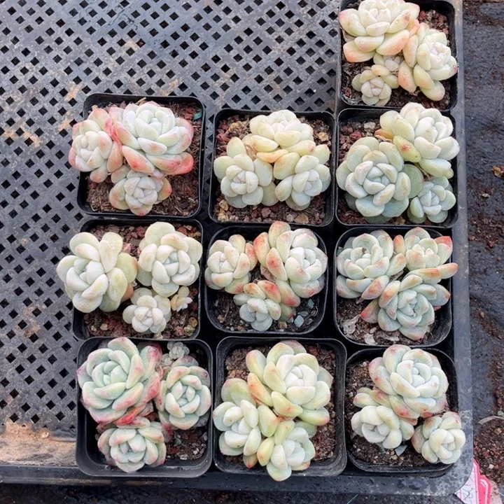 卢***卢冰玉多肉七方盆一组10个