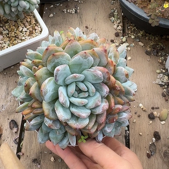 橙子手捧花多肉植物的生长