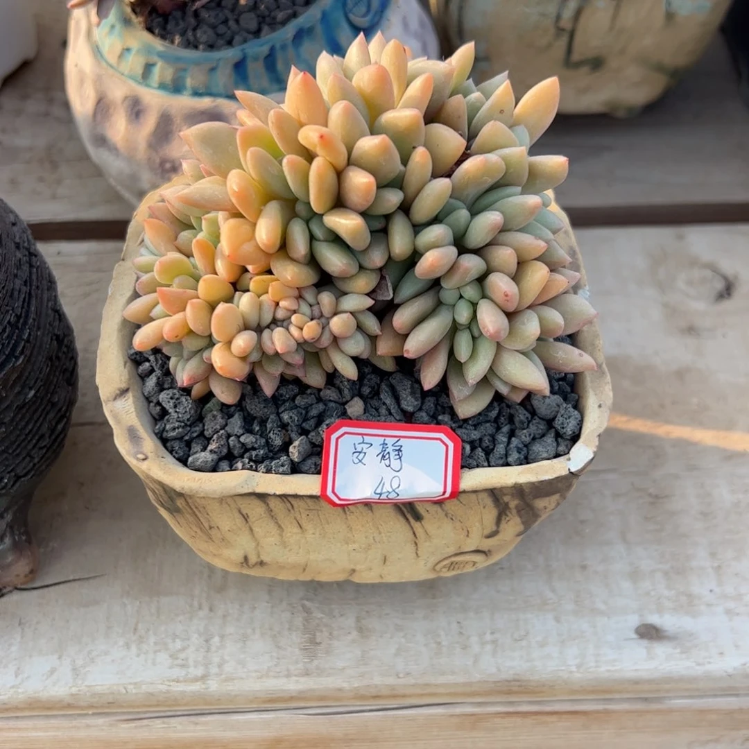 多肉植物多肉植物