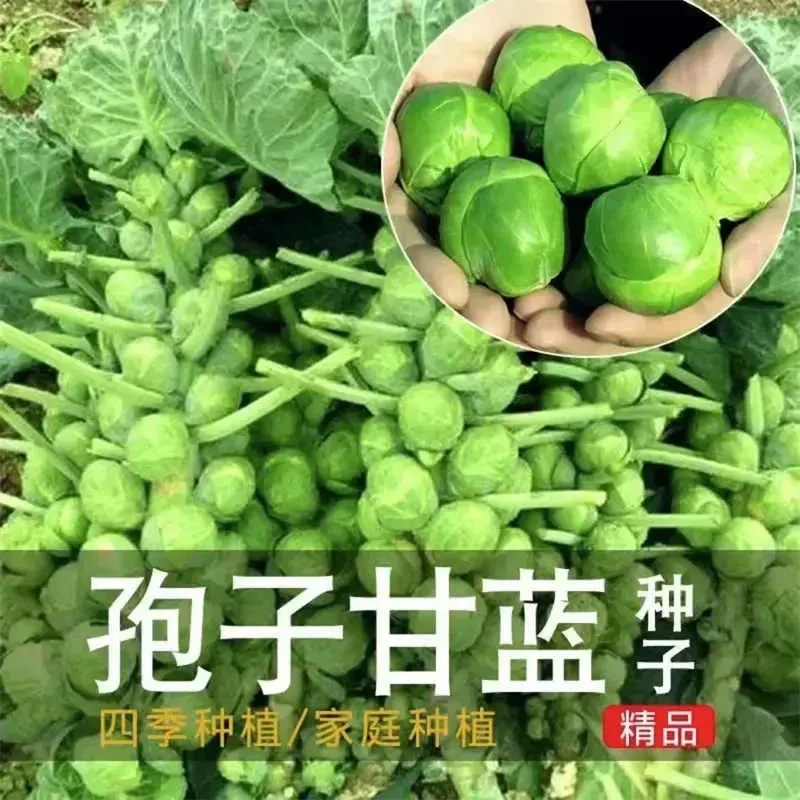 孢子甘蓝种子抱子甘蓝春秋季小型芽球包心菜阳台庭院四季播种简单
