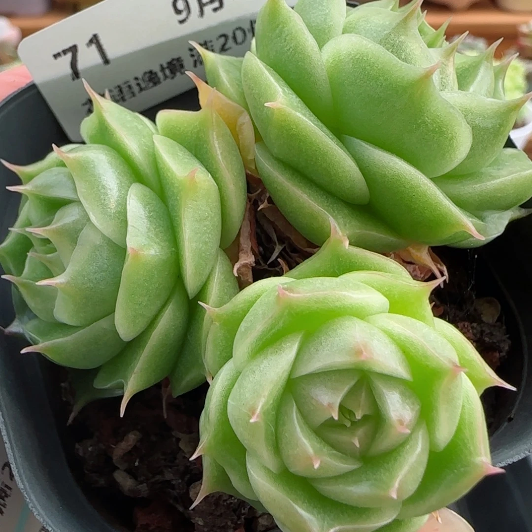 花语逸镜0902-71散