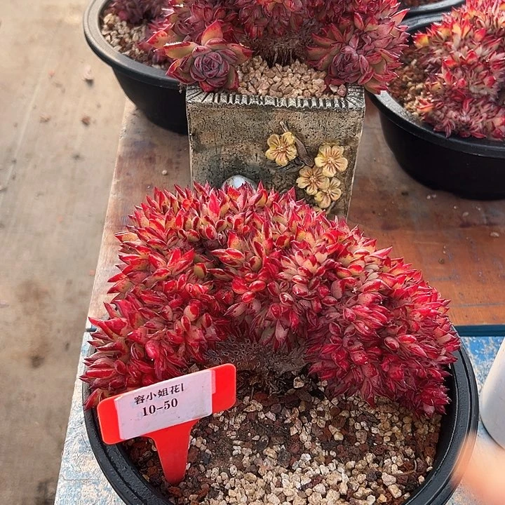 10.50红拉糖一个