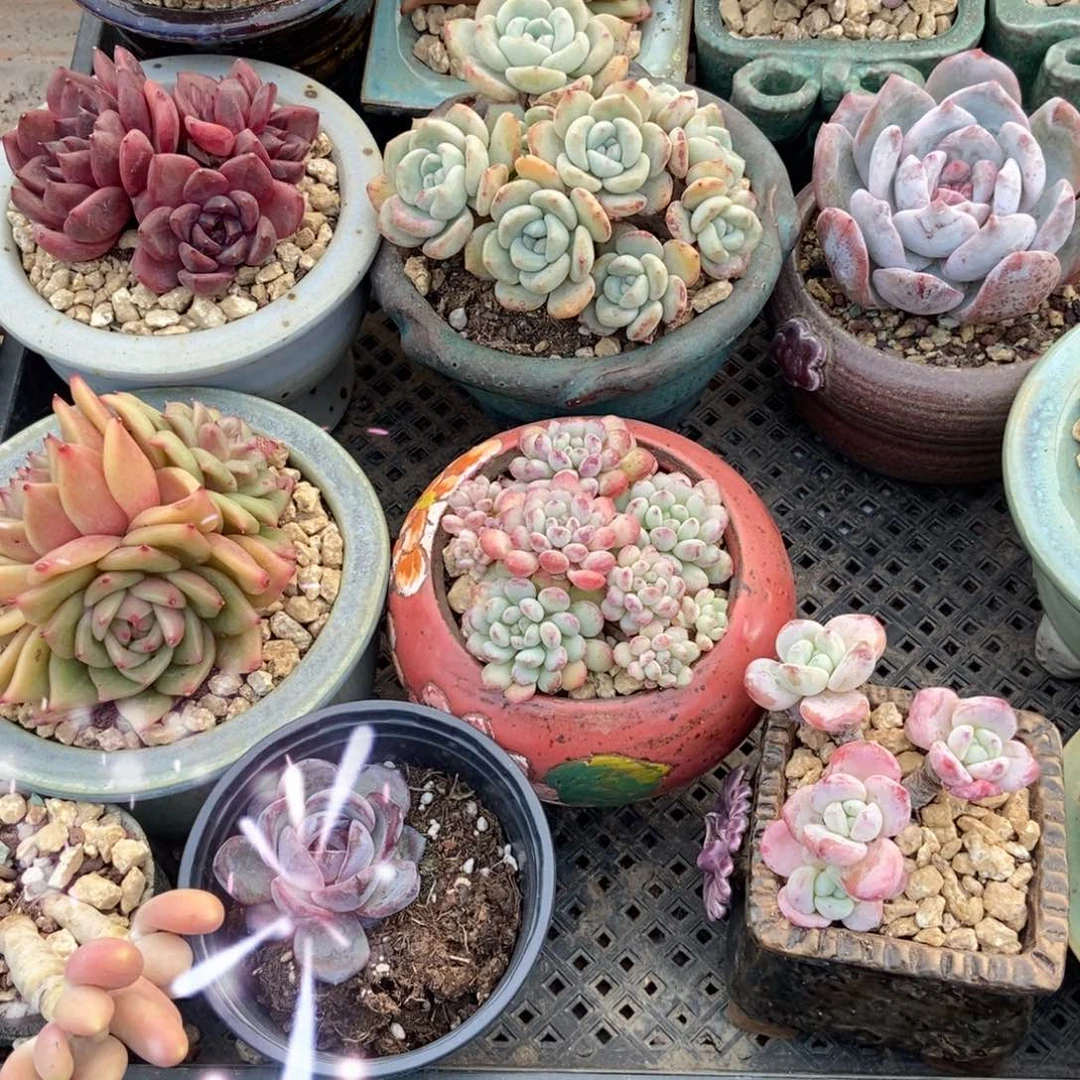 @****多肉植物补差价1111