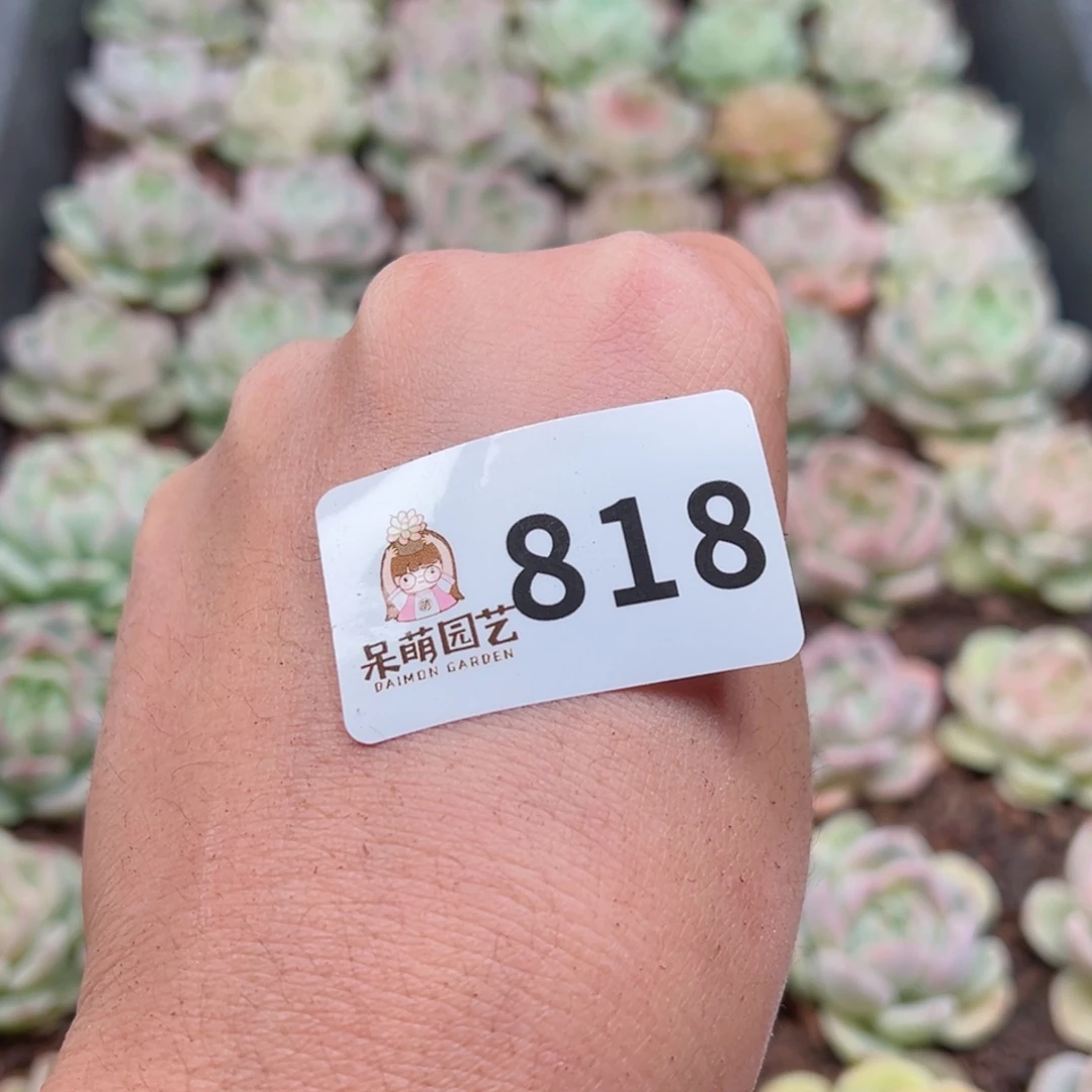 猎*多肉植物多肉植物