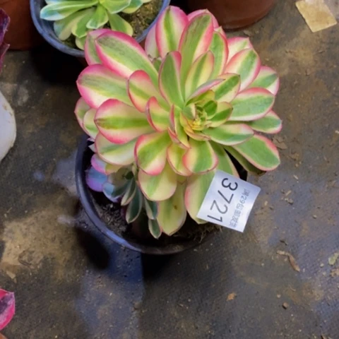 倾城多肉植物3721