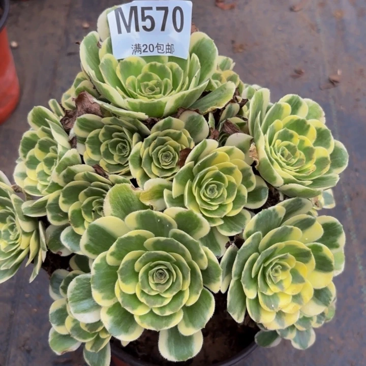 瑞妈多肉植物，570迈