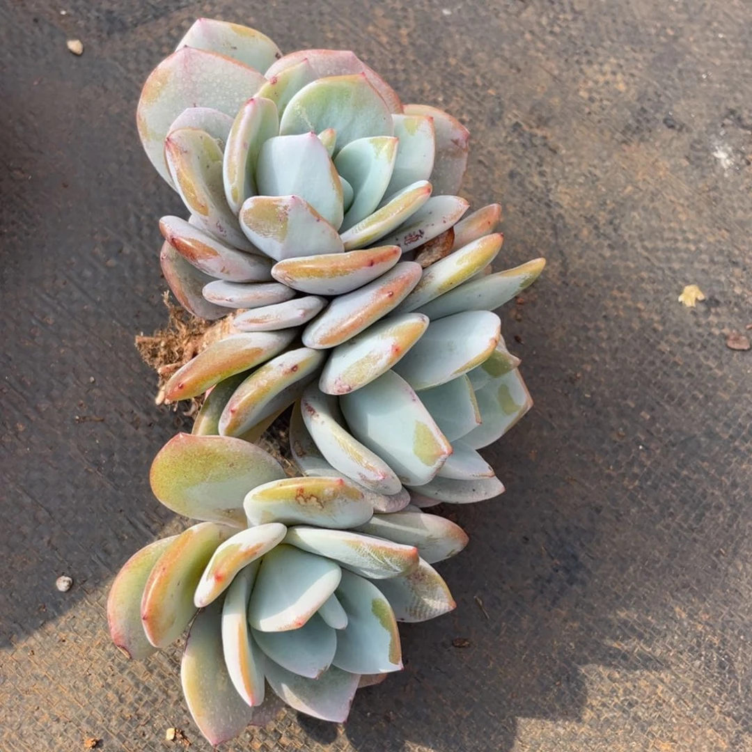 ?*祝姐姐真的要不就是