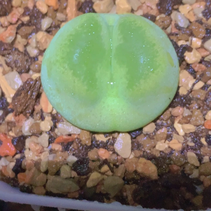 145555555566896868886685