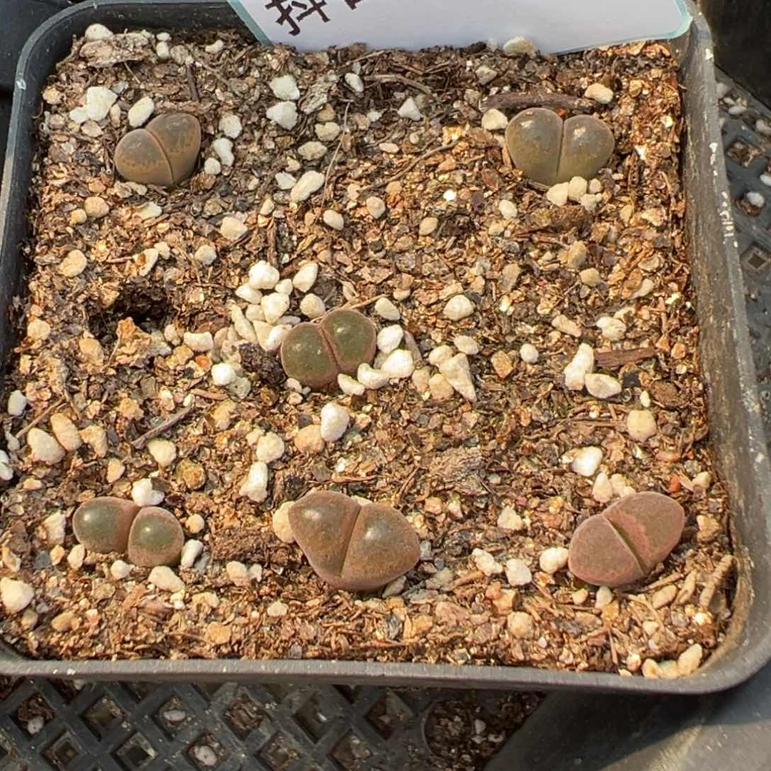 26-53肉锥多肉植物