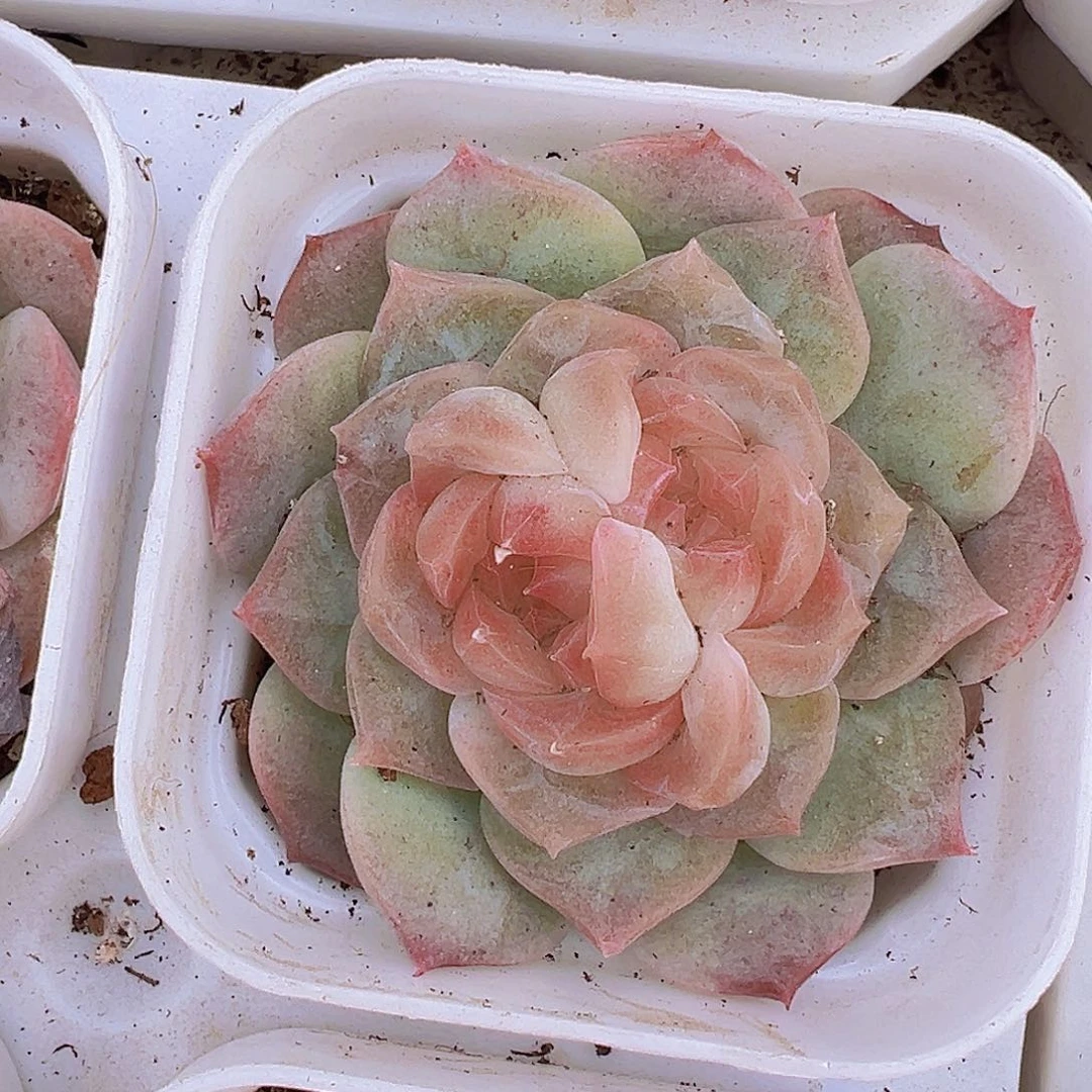 双眼皮泡影19包邮多肉