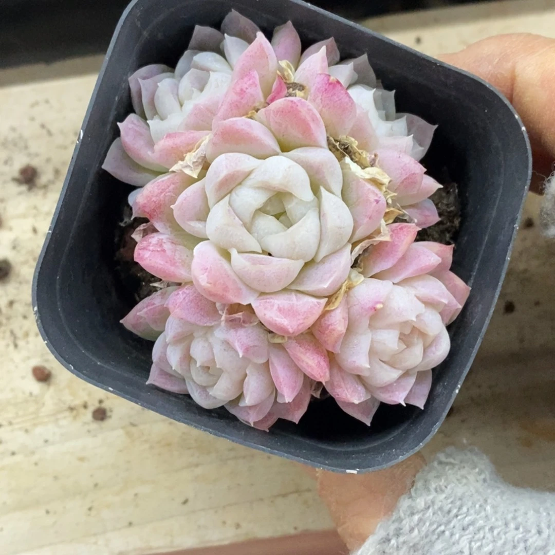 精品多肉一物一拍不包整329