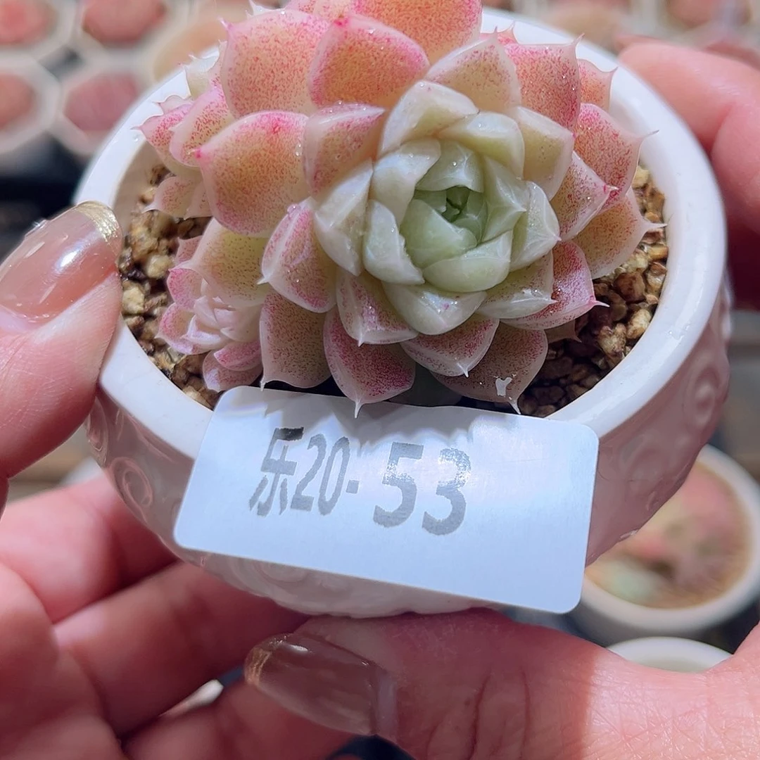 乐20-53 麦秆 含盆脱土发