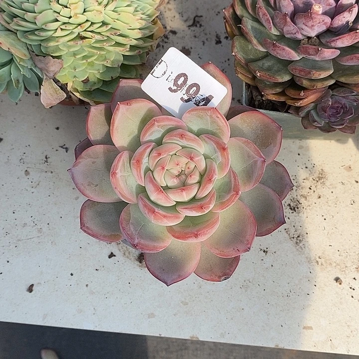 2***心994红栾多肉植物多肉