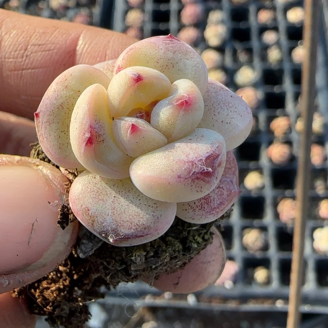 多肉小卡拉米糖心一物一拍