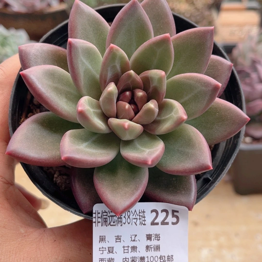 225迷雾泡泡德华多肉