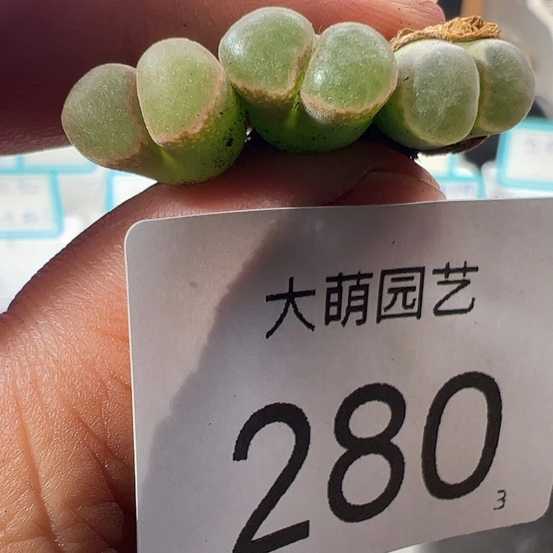 0000280 一物一拍……