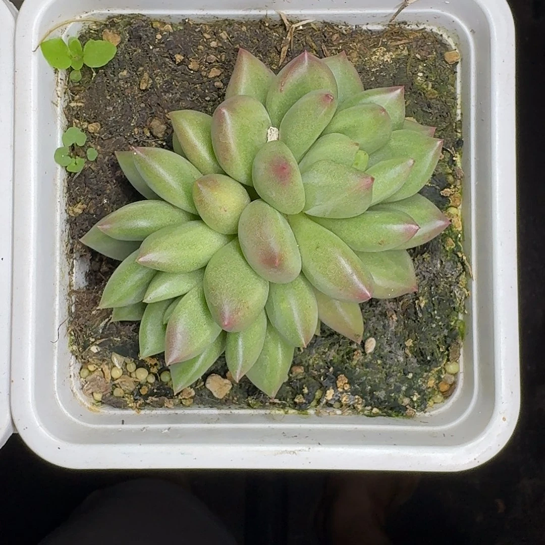 米其林 双头 一物一拍