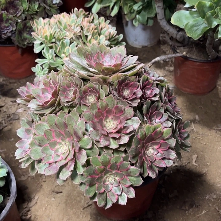 多肉植物莲花座27