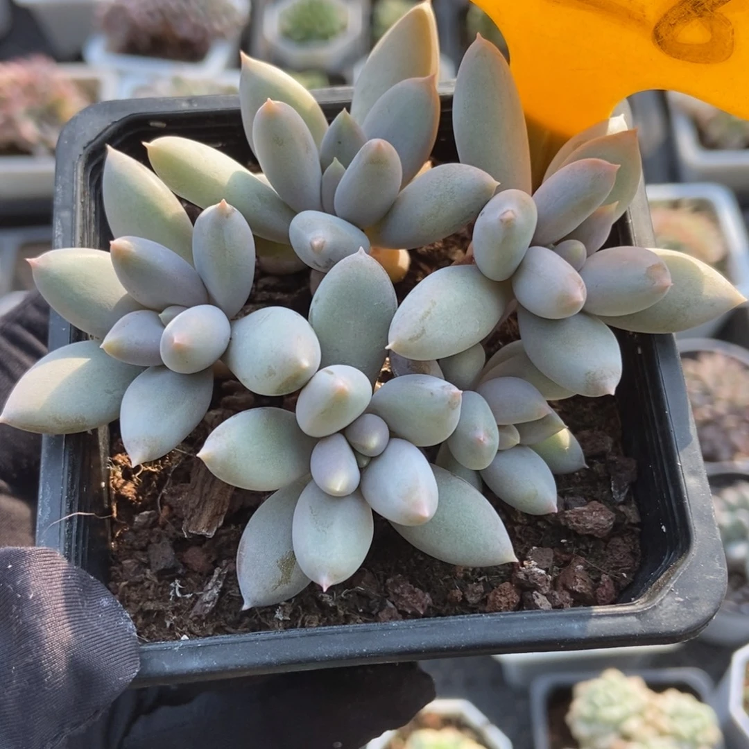 528哥特多肉植物多肉
