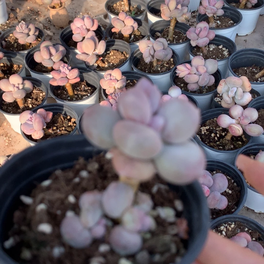 小屁桃桃桃哈哈哈哈哈哈