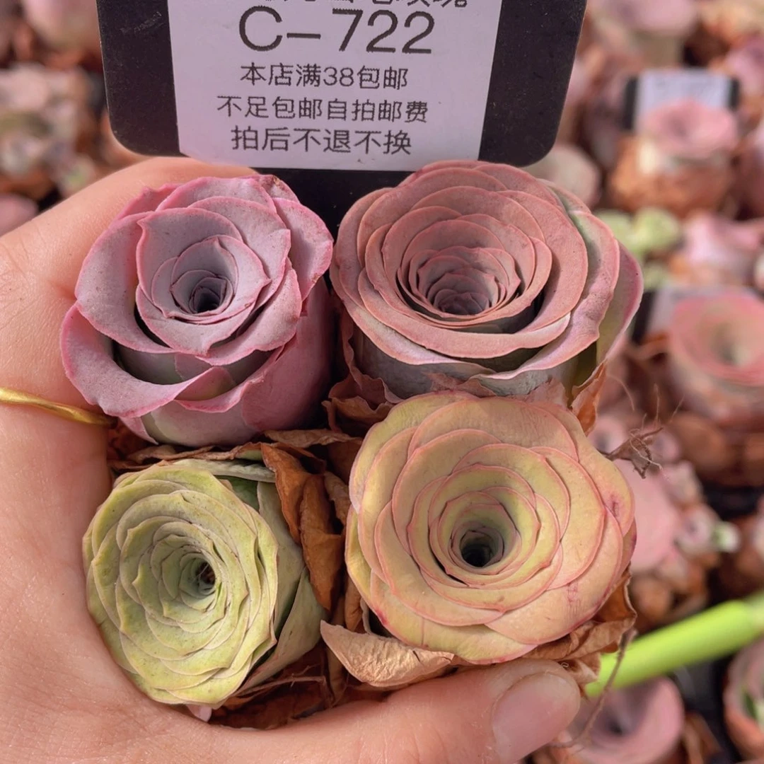 溪***山地玫瑰C722裸根发货断枝不包损不售后
