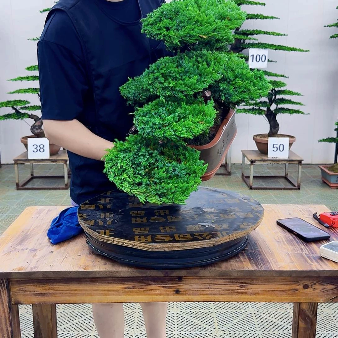 无花朵柏树造型盆景带盆