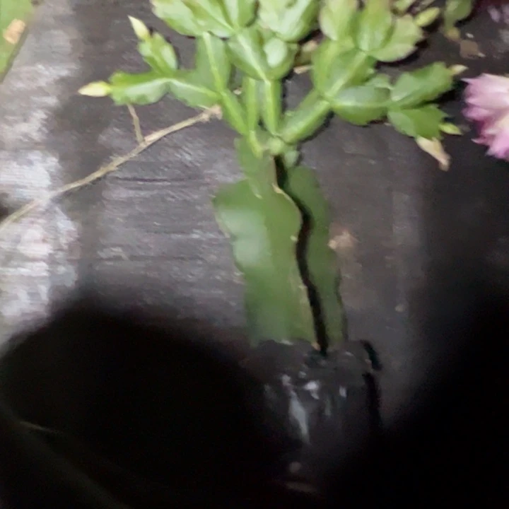 静***初荷花仙子嫁接多叶片小苗一颗30