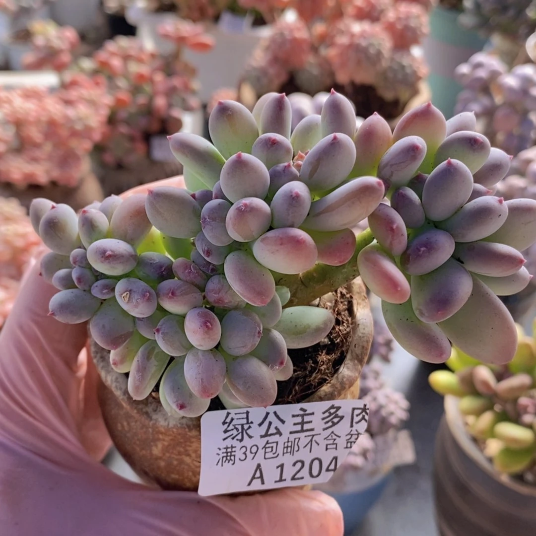 苹果奶缀9cm1204多肉植物
