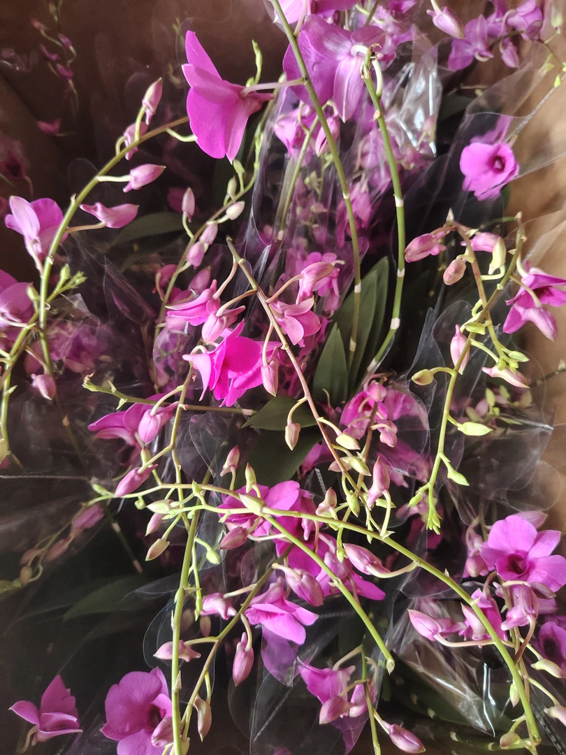 红泼墨石斛兰带花苞带花发货懒人盆四季开花浓香型绿植盆栽