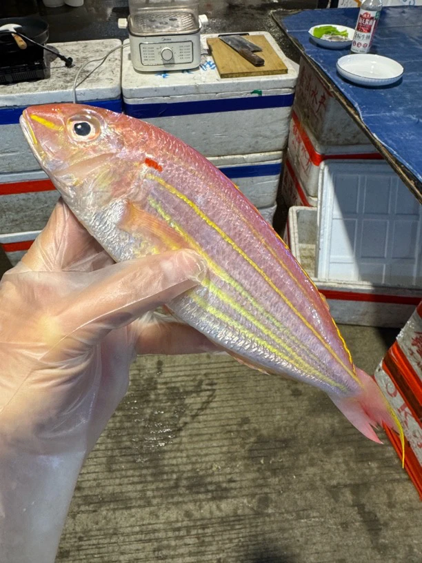 广东湛江 金线鱼 金丝鱼4斤