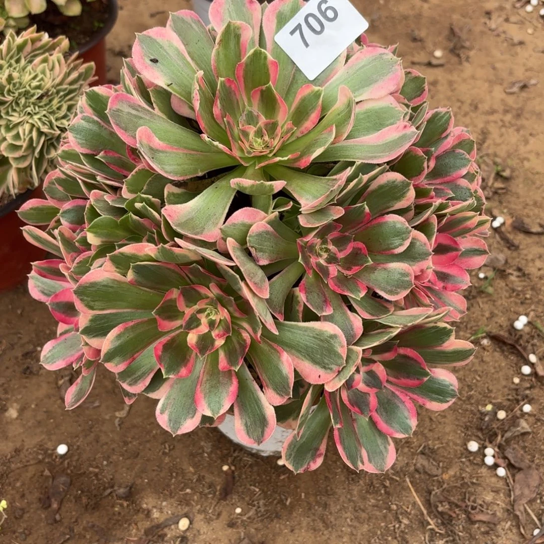 妖月多肉断枝不包706