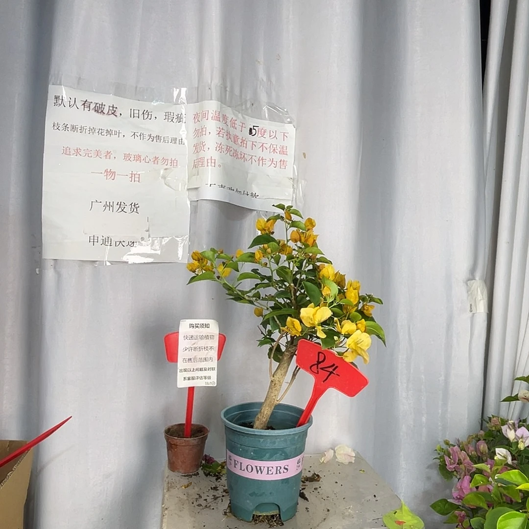 当前无花栽培后可以开花84绿叶柠檬黄盆苗