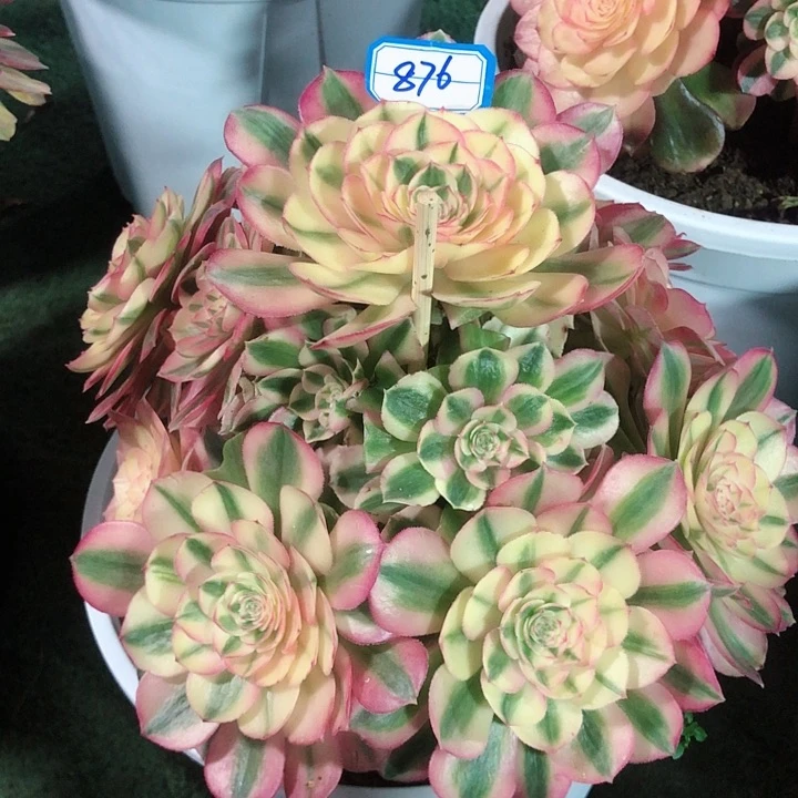 876倾城多肉法师