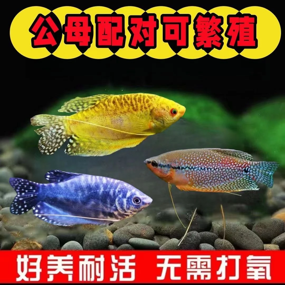 五彩丽丽鱼曼龙鱼热带观赏鱼活体淡水鱼皮实耐活不用打氧