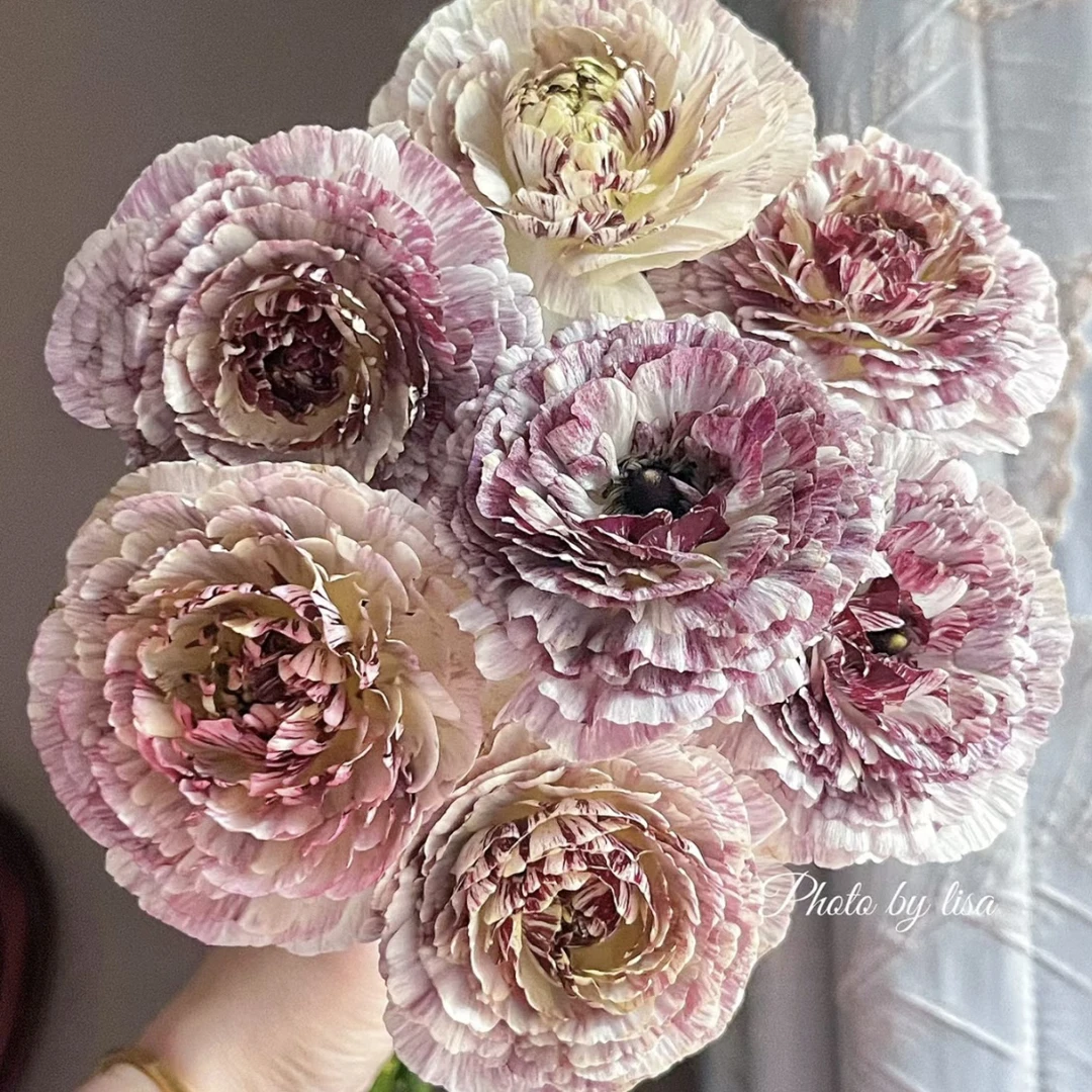 两单包邮！NST嘉尔蒂洋牡丹1把（20%不售后）