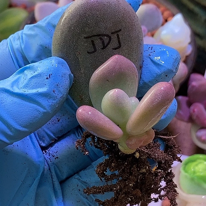 黄金鸡蛋大叶奶酪锦基因