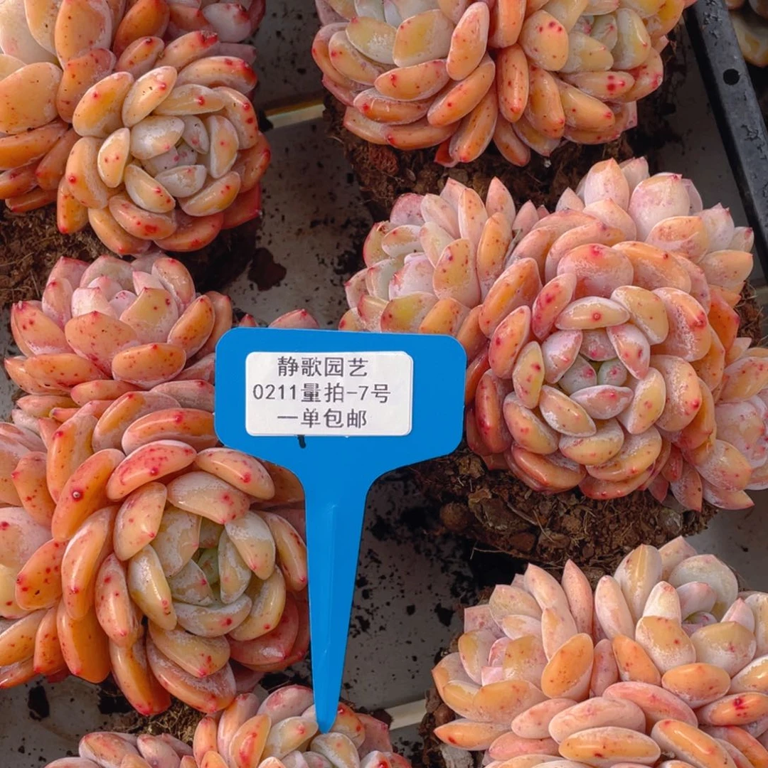 0211-7-全状态四头雪天使新年福利一颗