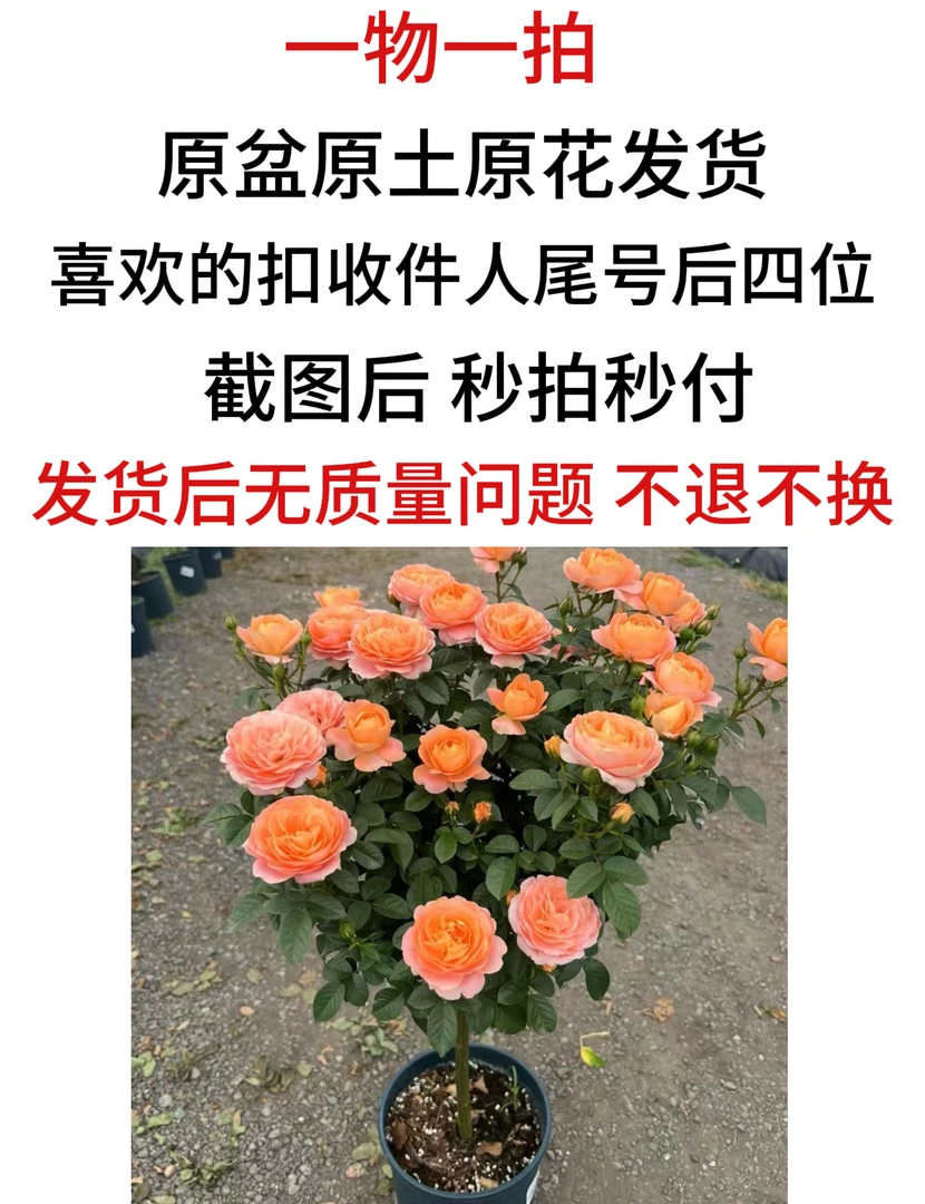 【棒棒糖月季】【一物一拍】月季庭院阳台花卉盆栽