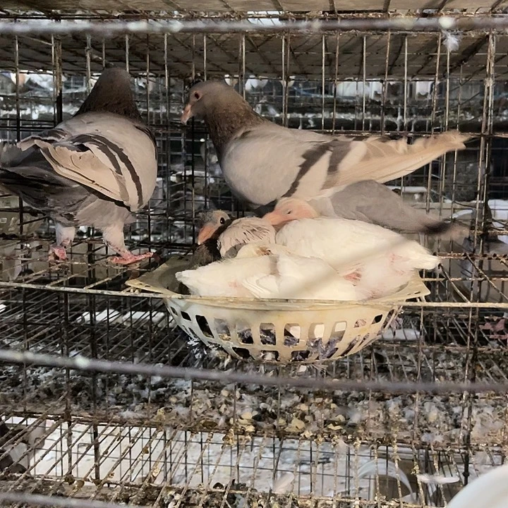 一对特价种鸽银王中国大陆