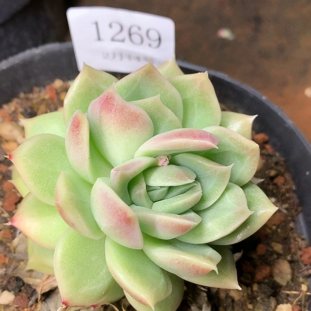 【闪购商品】云1269