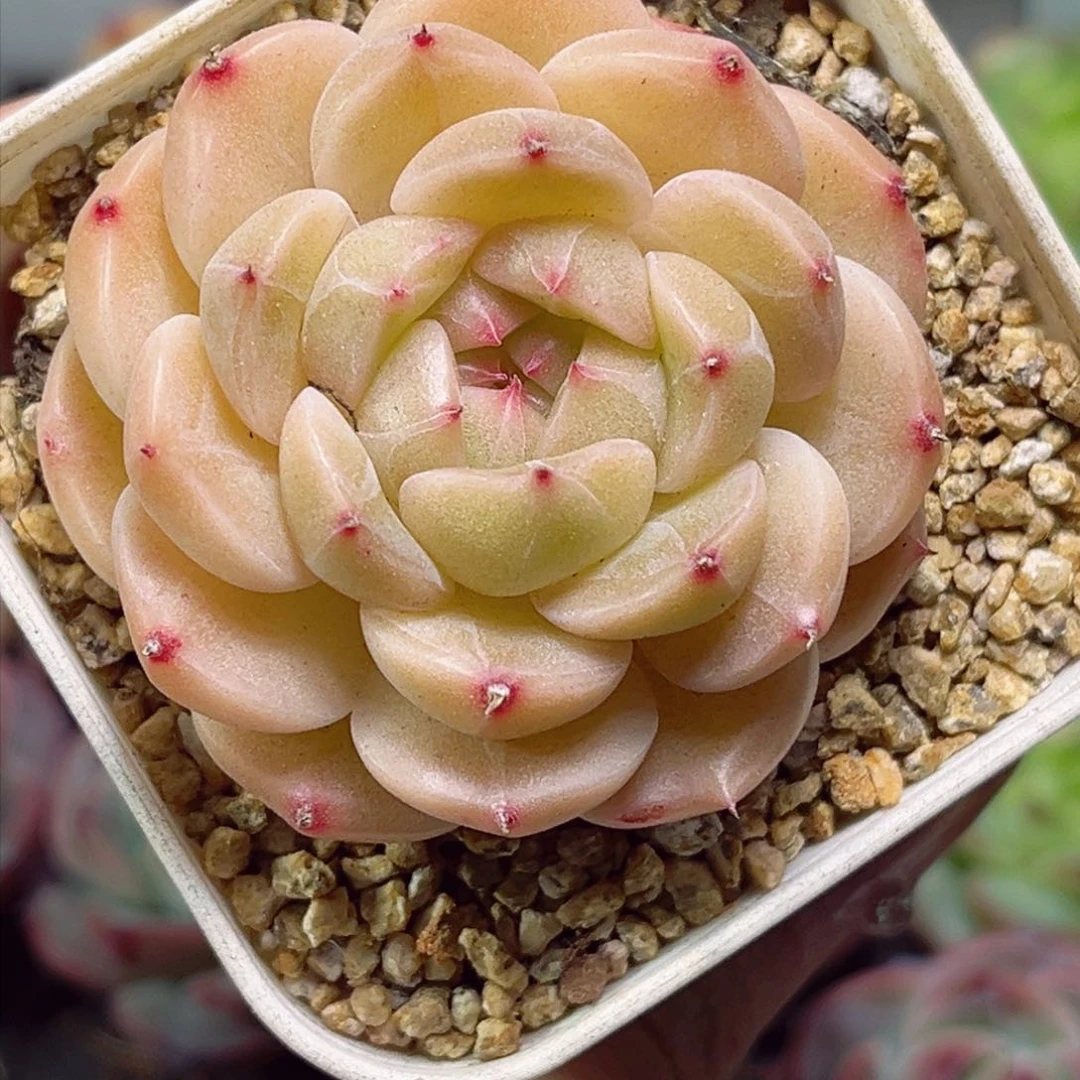 唯***?E581扶桑一物一拍