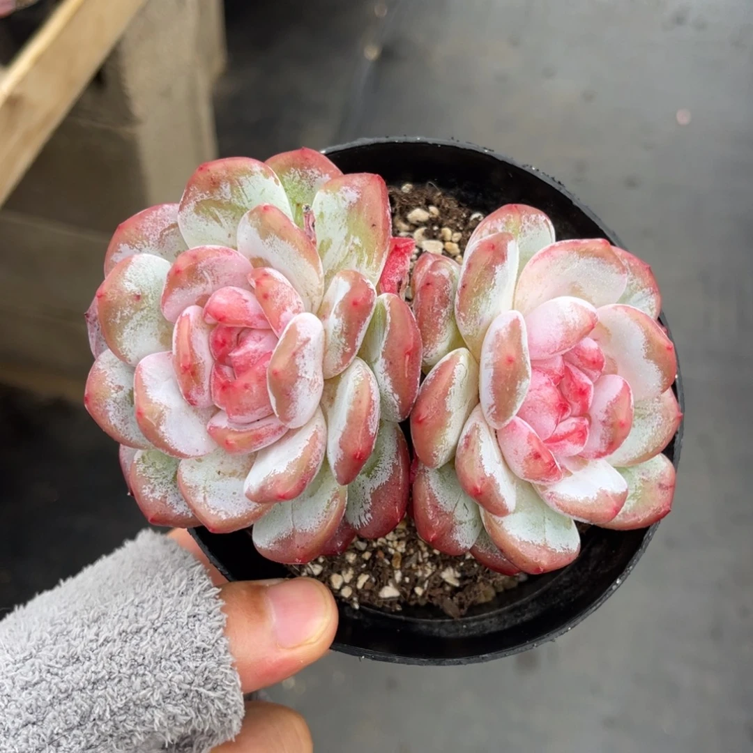 一物一拍不支持退换