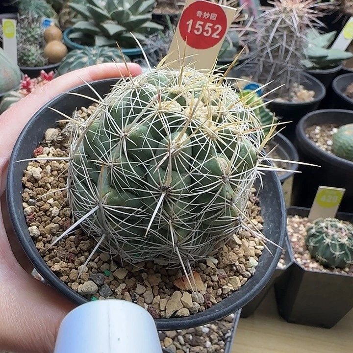 实生瓦格纳白针大统领6.2cm