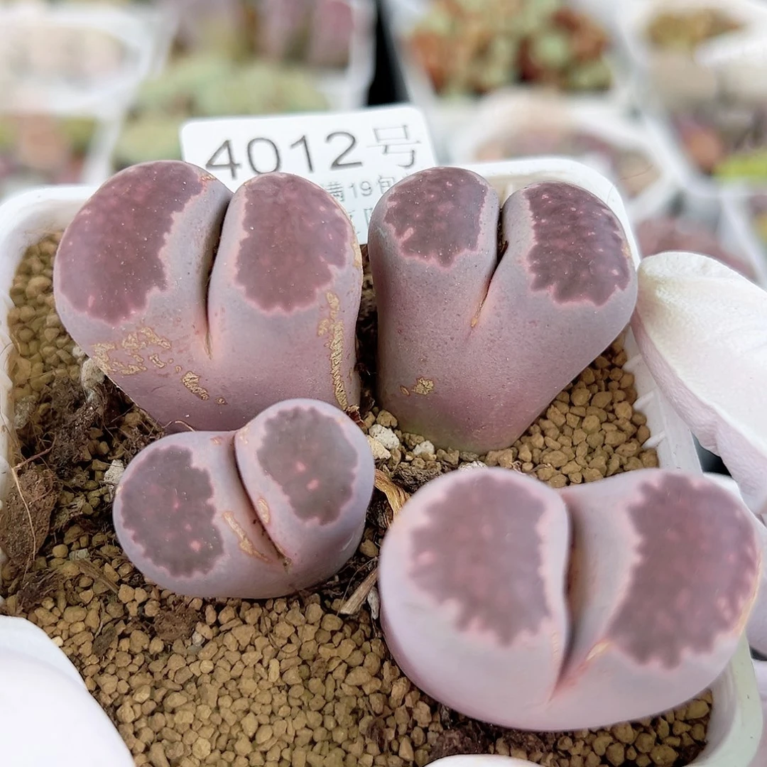 4012 好养易活生石花大母本
